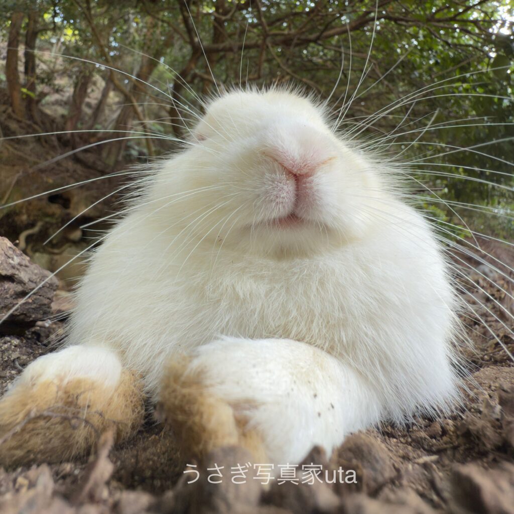 うさぎが大好き（＠utajimaさんより提供）