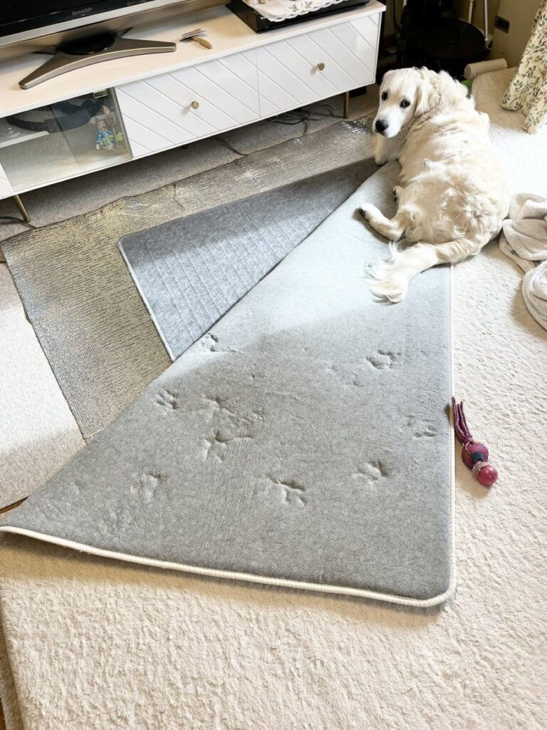 カーペットが捲れて…（＠blan_dnewplanetさんより提供）