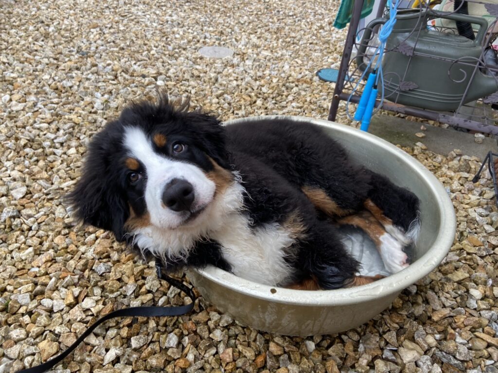 タライとリンちゃん（＠lindt2222さんより提供）