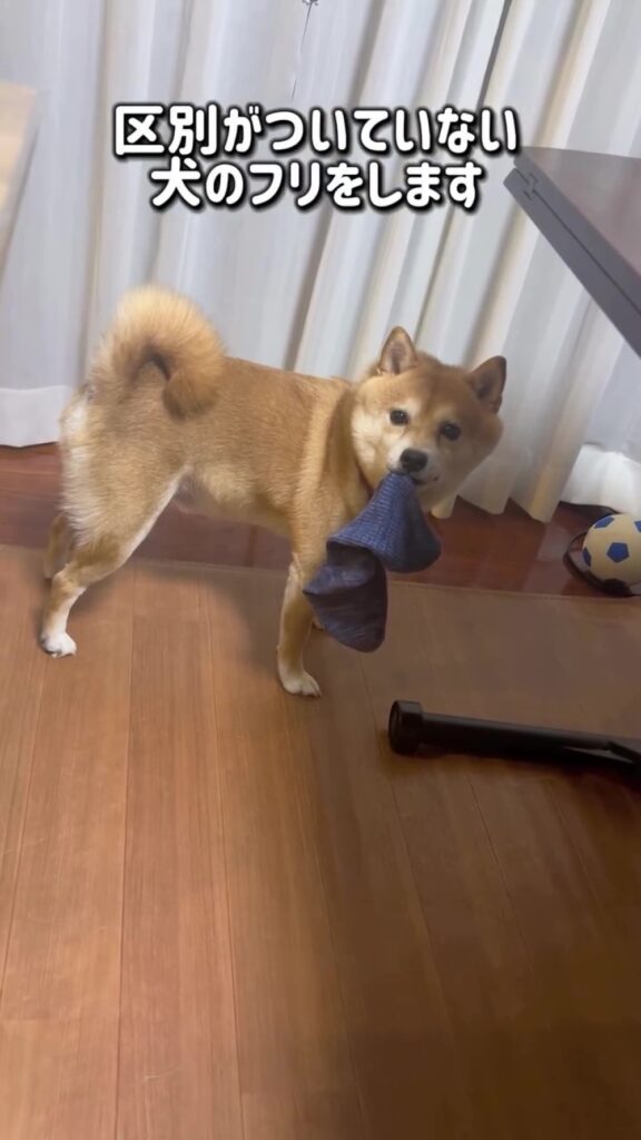 区別がついていないフリ（＠mamechiyo728（anicas）さんより提供）