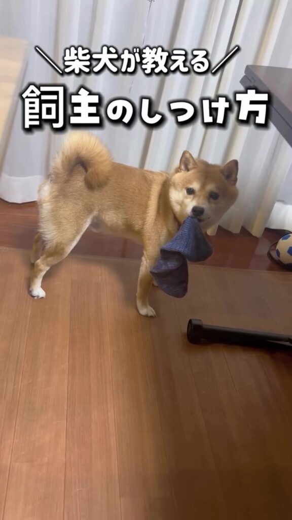 【実際の写真8枚】　飼い主さんが見た光景