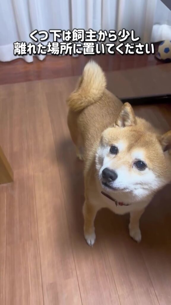 豆千代くんのテクニック（＠mamechiyo728（anicas）さんより提供）