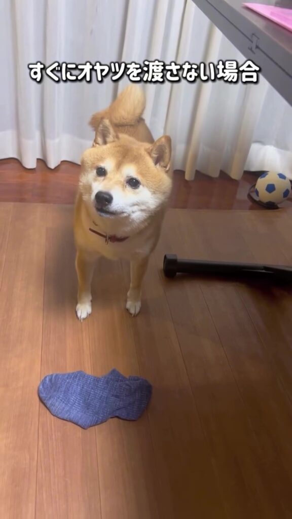 動画には多くの反響が（＠mamechiyo728（anicas）さんより提供）