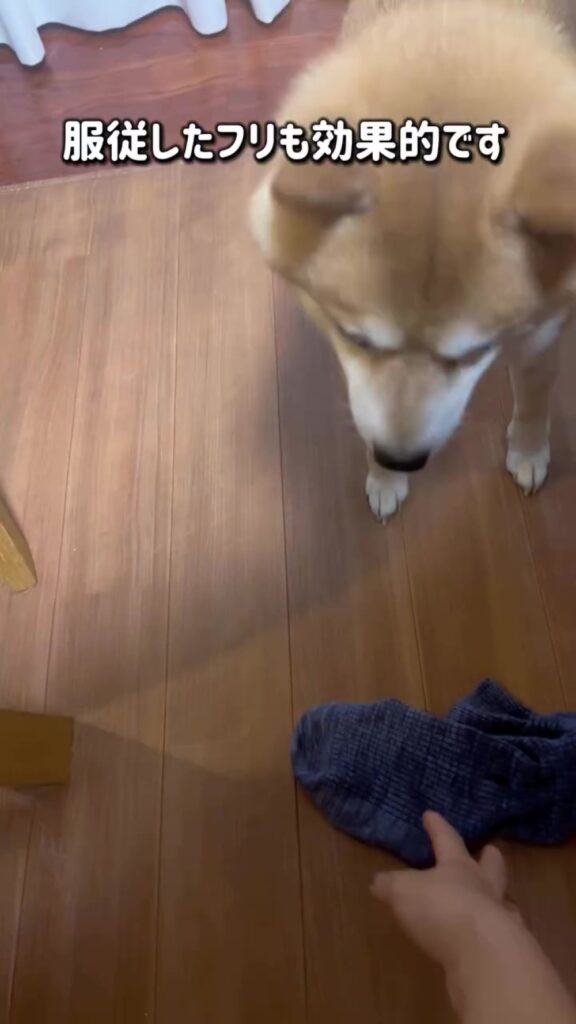 駆け引き上手（＠mamechiyo728（anicas）さんより提供）