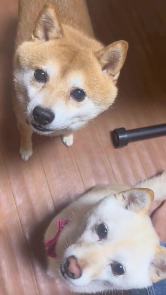 表情豊かで賢い豆千代くん（＠mamechiyo728（anicas）さんより提供）