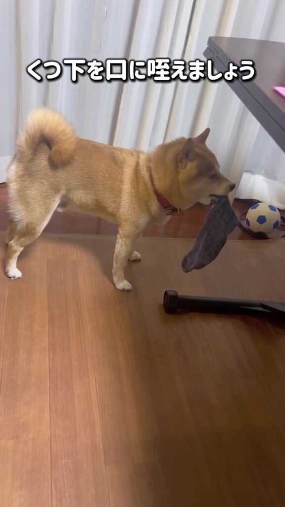 くつ下を咥えて…（＠mamechiyo728（anicas）さんより提供）