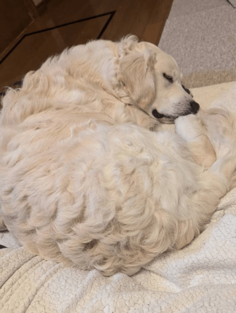 フカフカした場所が好き（＠blan_dnewplanetさんより提供）