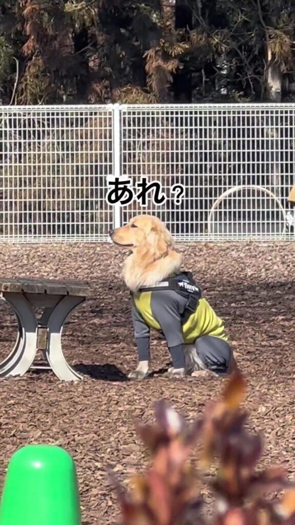【実際の写真5枚】　飼い主が見た光景