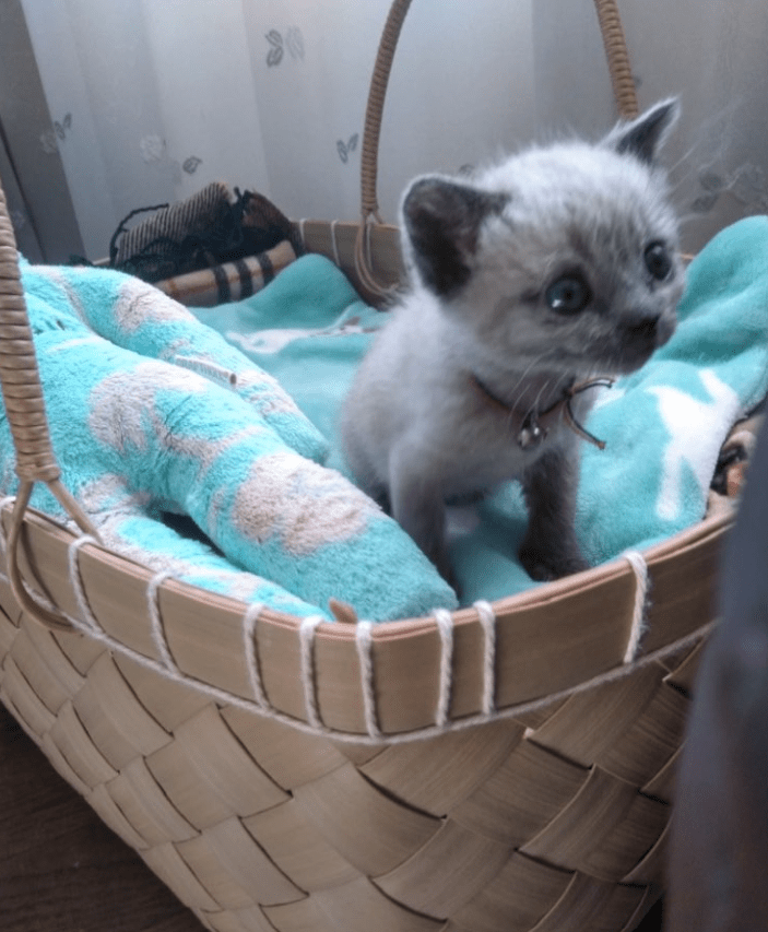 小さくてかわいいです（@poruka195さんより提供）