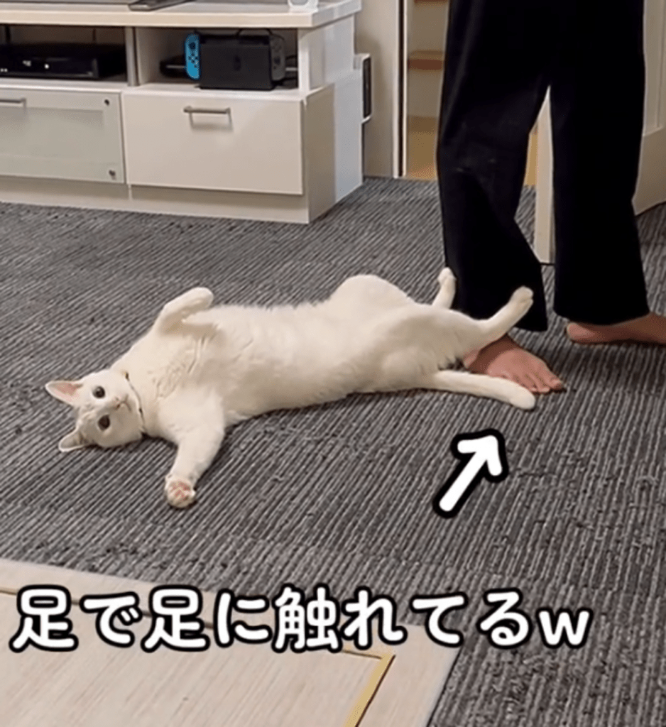 ちょこんと足で触れている（@user5252430348026さんより提供）