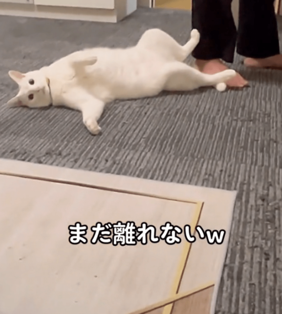 息子さんのもとを離れません（@user5252430348026さんより提供）