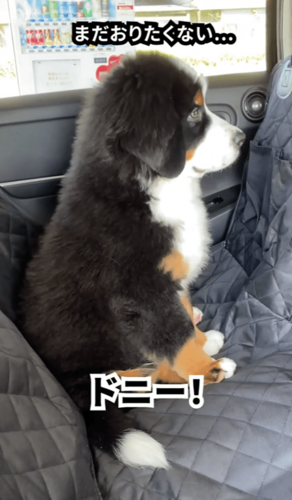 声をかけても…（@donnie_logさんより提供）