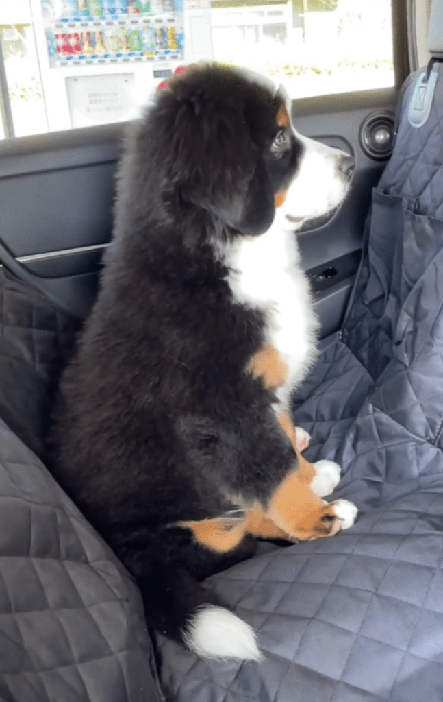 ……！？（@donnie_logさんより提供）