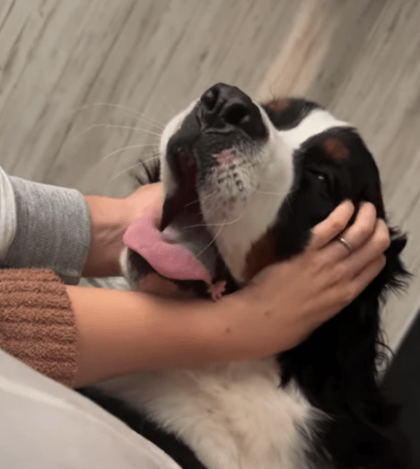 どん父とどん母にナデナデされるどんちゃん（@donnie_logさんより提供）