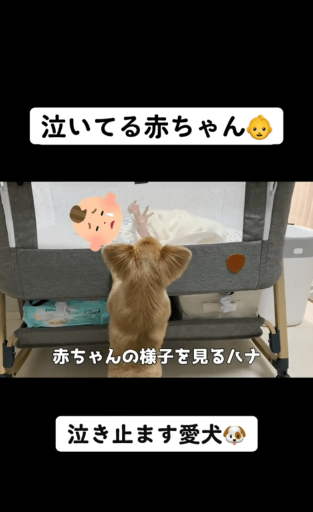 赤ちゃんの様子を確認（＠hana_no_kimochiさんより提供）