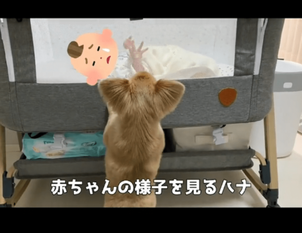 泣く赤ちゃんを見に来た犬　その後！？「偉い！賢い！」「優しいお姉ちゃん」