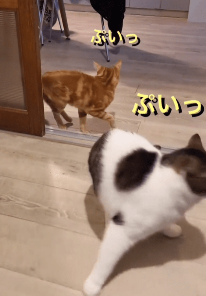 「なんだパパか」（@nikoandkotatorowasabiさんより提供）