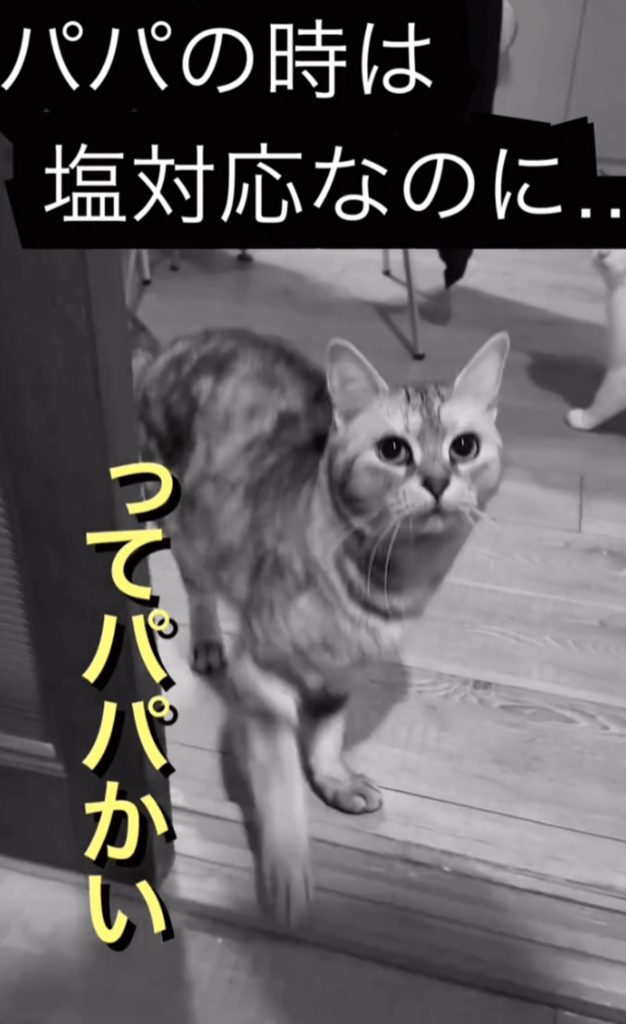 パパのときは塩対応！？（@nikoandkotatorowasabiさんより提供）