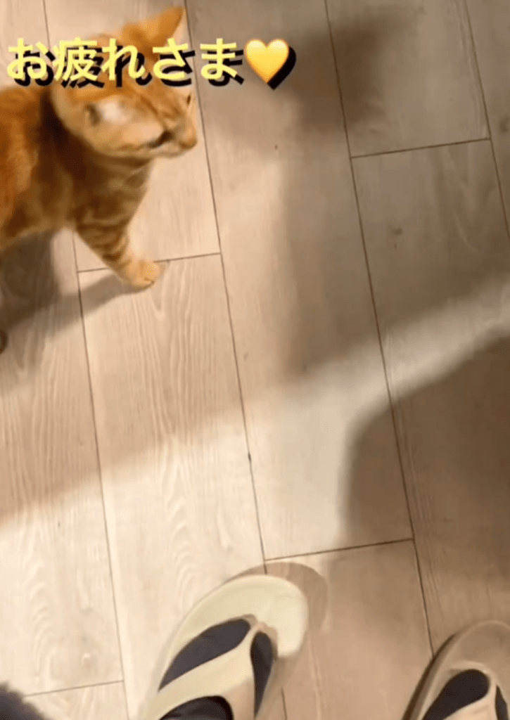 熱烈な歓迎（@nikoandkotatorowasabiさんより提供）