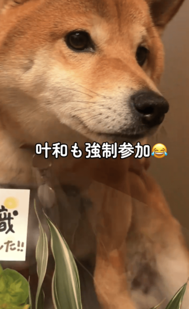 叶和ちゃんも参加（＠towatowa817さんより提供）