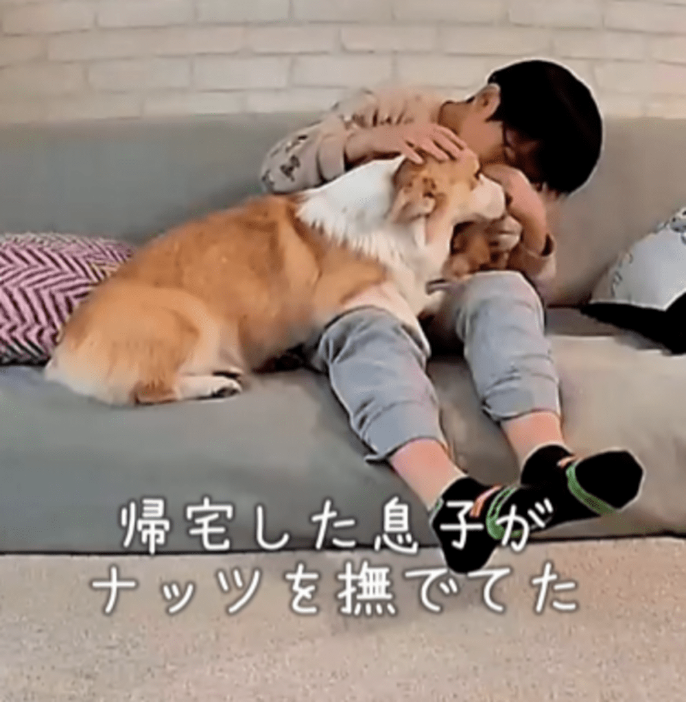 息子さんが犬を撫でる姿が（@coco_tanu_familyさんより提供）