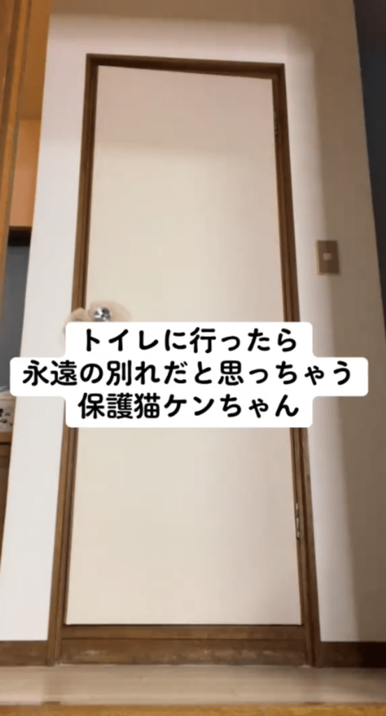 【実際の写真5枚】　猫の様子