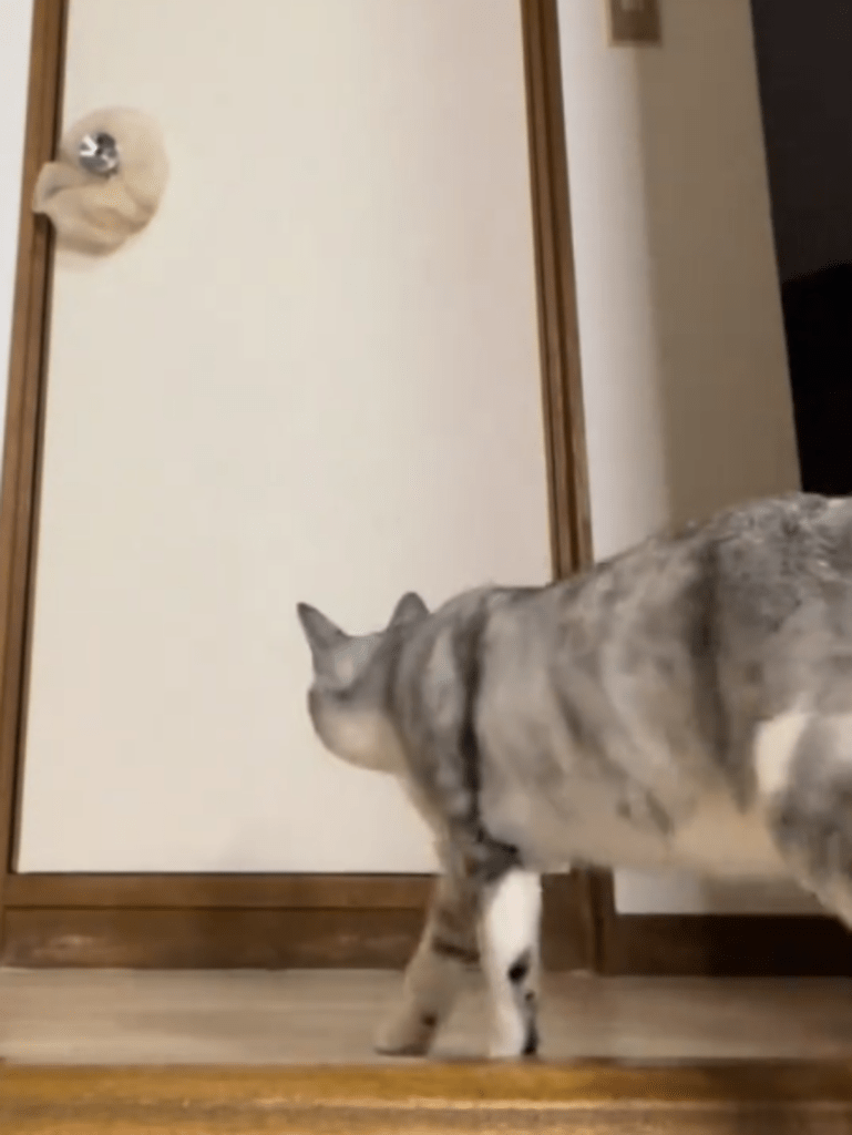 後ろからついて行って…（@yucchannelさんより提供）