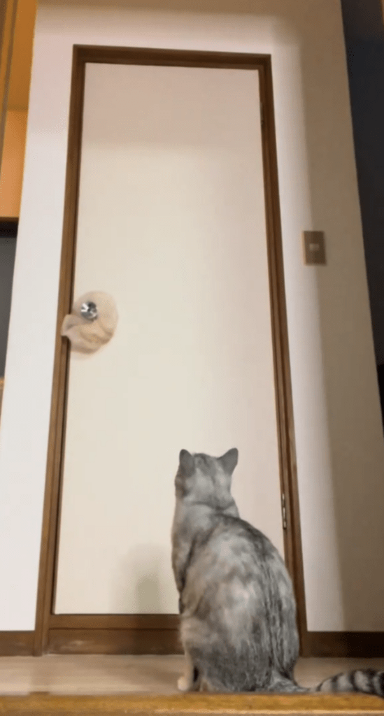 扉の前で大鳴き（@yucchannelさんより提供）