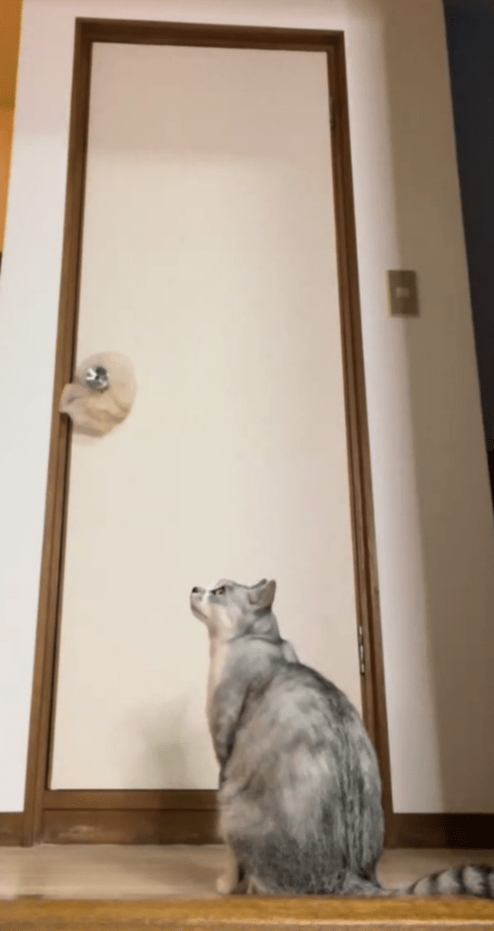 どことなく寂しげな表情（@yucchannelさんより提供）