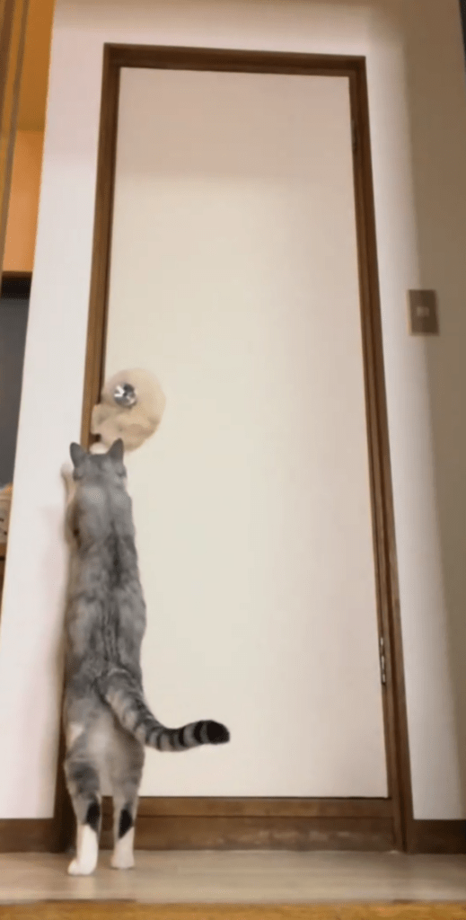 ついにはドアを開けようと…（@yucchannelさんより提供）