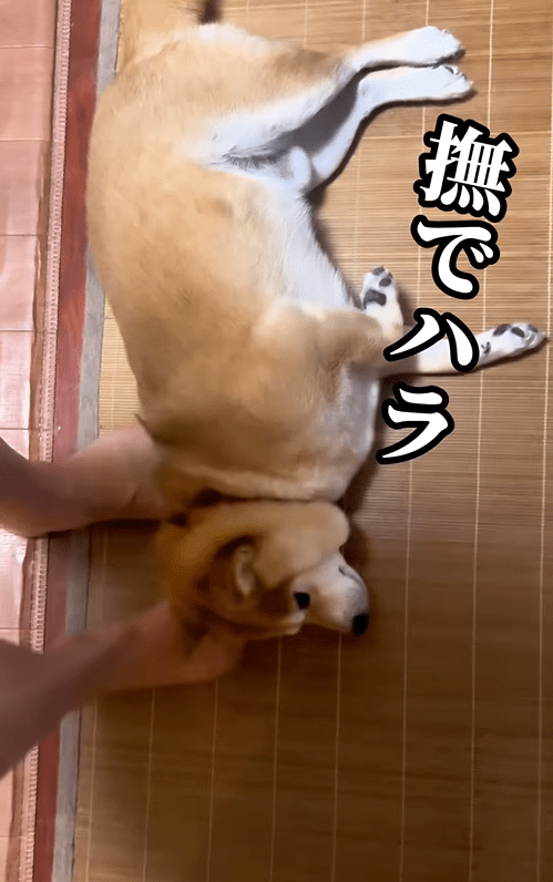 撫でハラをする豆千代くん（＠mamechiyo728（anicas）さんより提供）