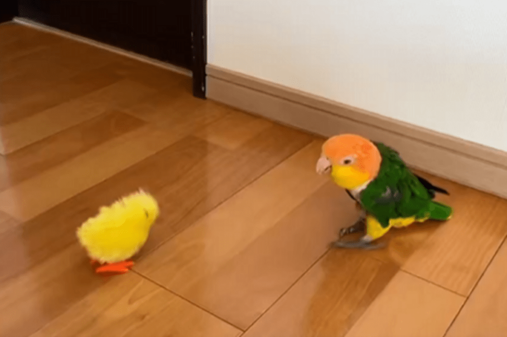 おもちゃのヒヨコに…（@micchi1919さんより提供）