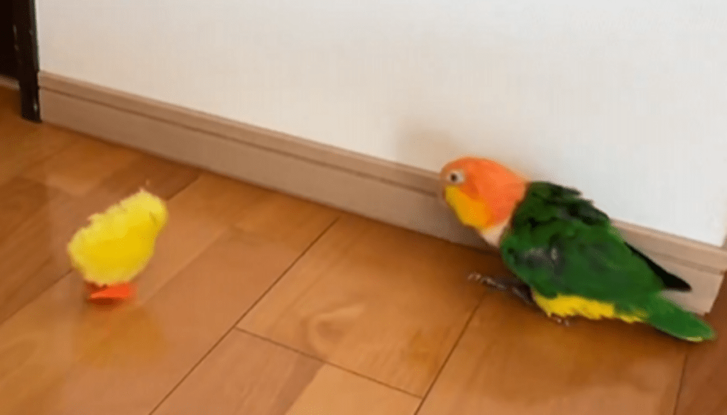 【実際の写真5枚】　警戒して後ずさるマロちゃん