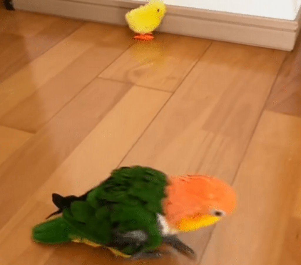 後ずさるも…（@micchi1919さんより提供）