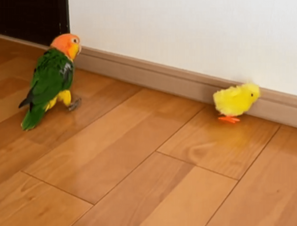 なぜか近づいてしまった（@micchi1919さんより提供）