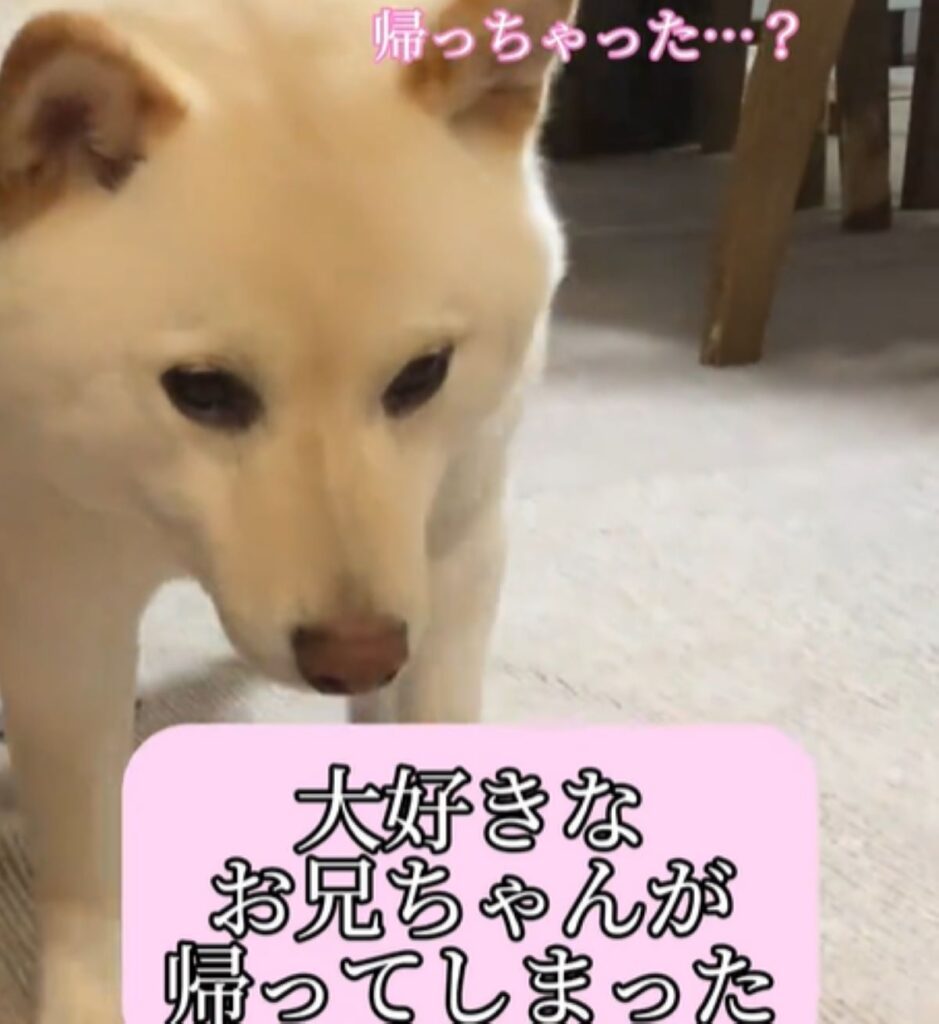 お兄ちゃんが帰ったことに気づくと…（＠haruharuchankoさんより提供）