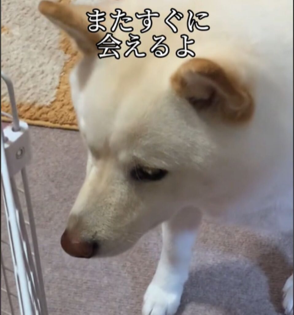 次はいつ会えるかな（＠haruharuchankoさんより提供）