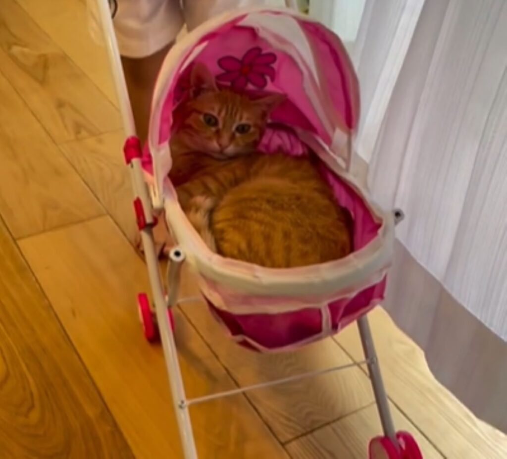 すっぽり収まっています（＠bugimugi2024さんより提供）