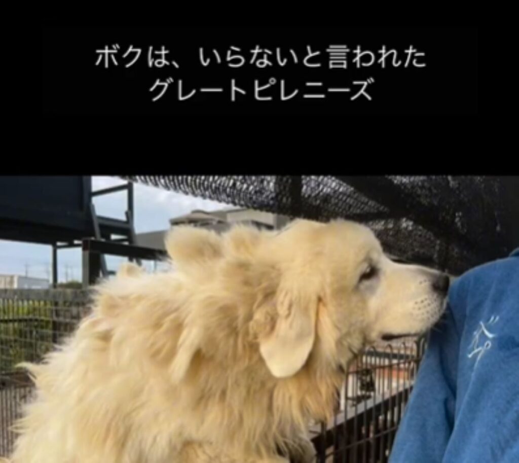 【実際の写真6枚】1年後の様子