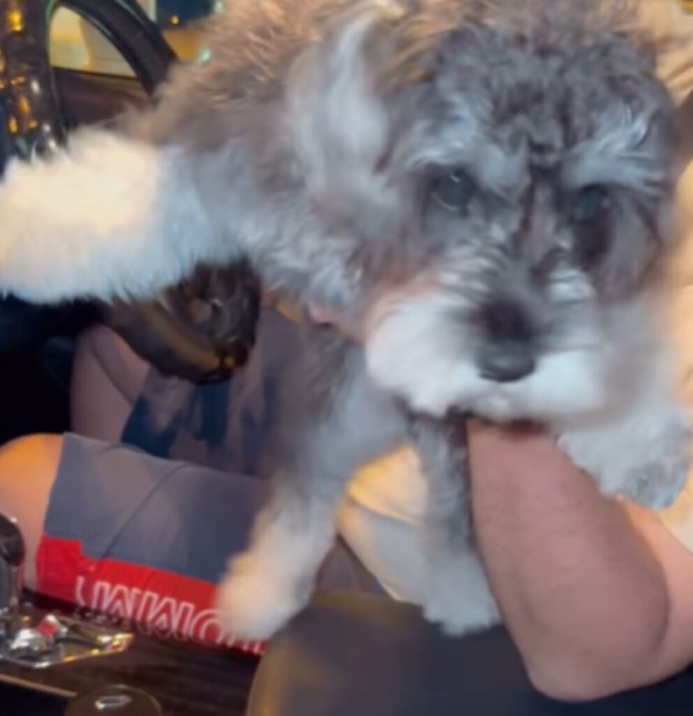 バタバタしています（＠schnauzer_anelaさんより提供）