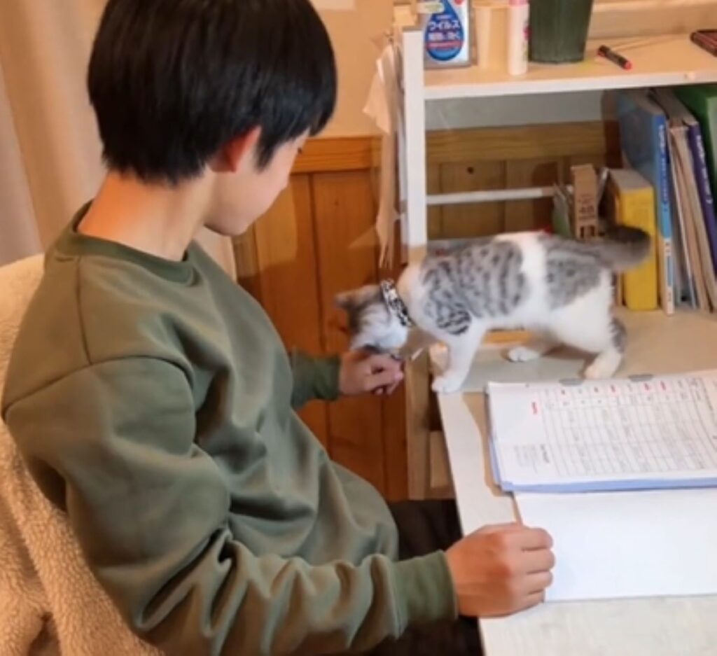 じゃれるしまちゃん（＠shimashimafamさんより提供）