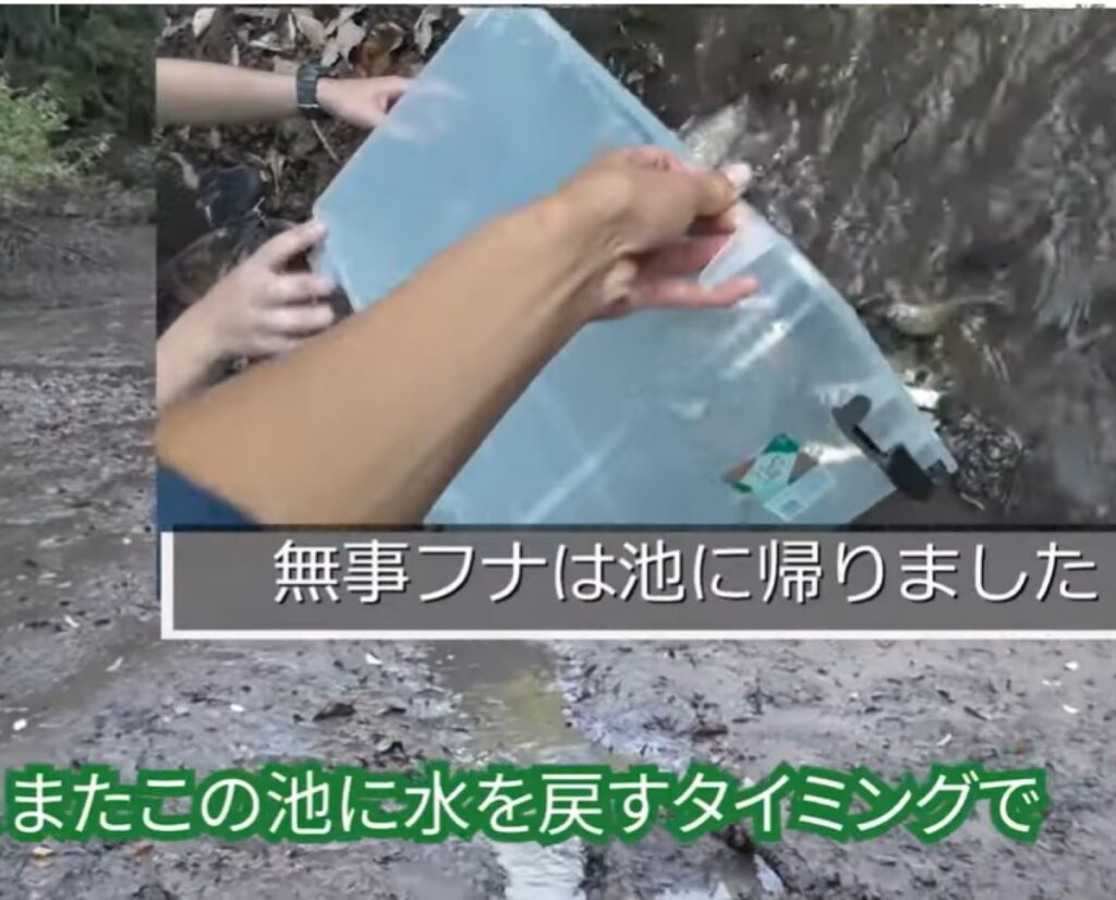 フナは再び池へ（@ariake538さんより提供）