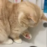 排水口付近の水が気になる（@nui0904さんより提供）