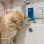 耳にかかる水は気にならない（@nui0904さんより提供）