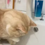 手にかかった水は気になる（@nui0904さんより提供）