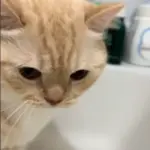 飽きちゃった？（@nui0904さんより提供）