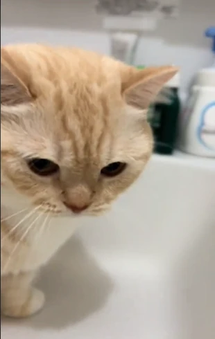 飽きちゃった？（@nui0904さんより提供）