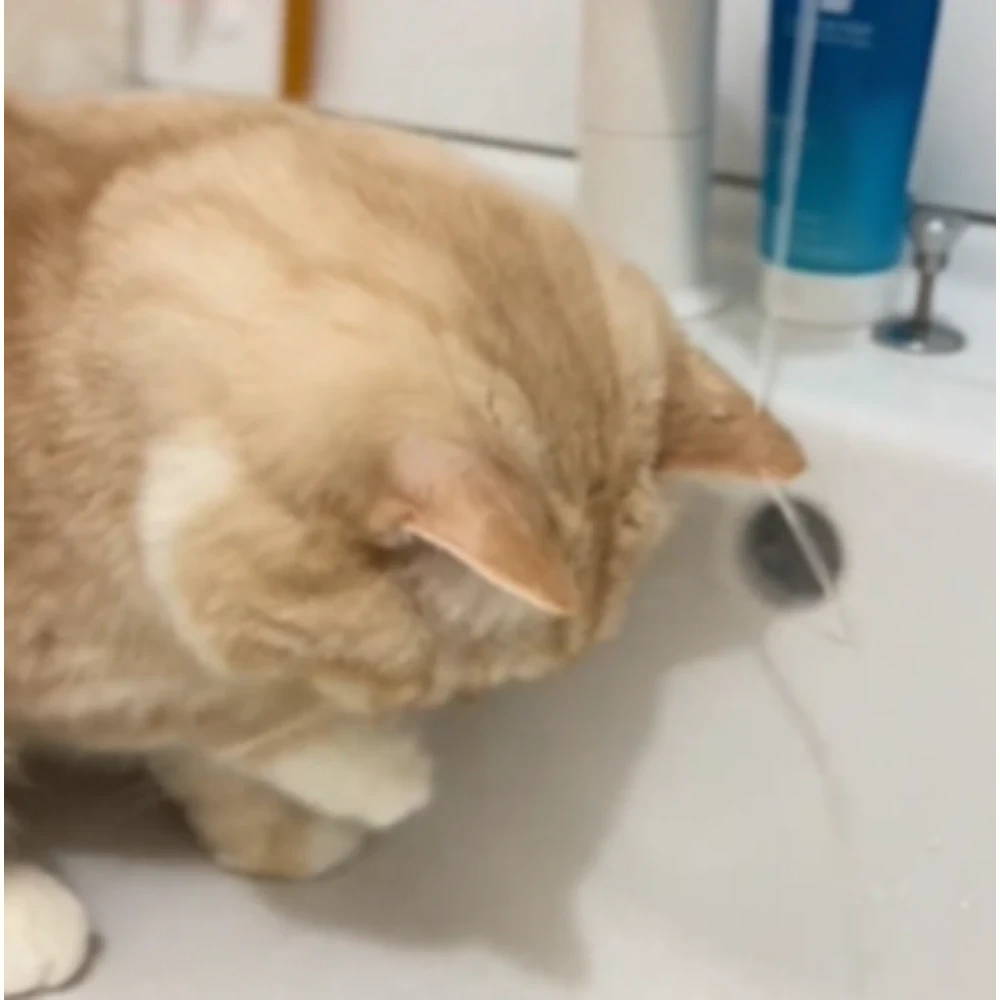 【実際の写真6枚】　飼い主が見た光景