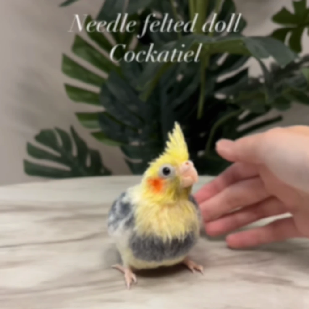 オカメインコの雛（@monzo_chicoco_cupipoさんより提供）