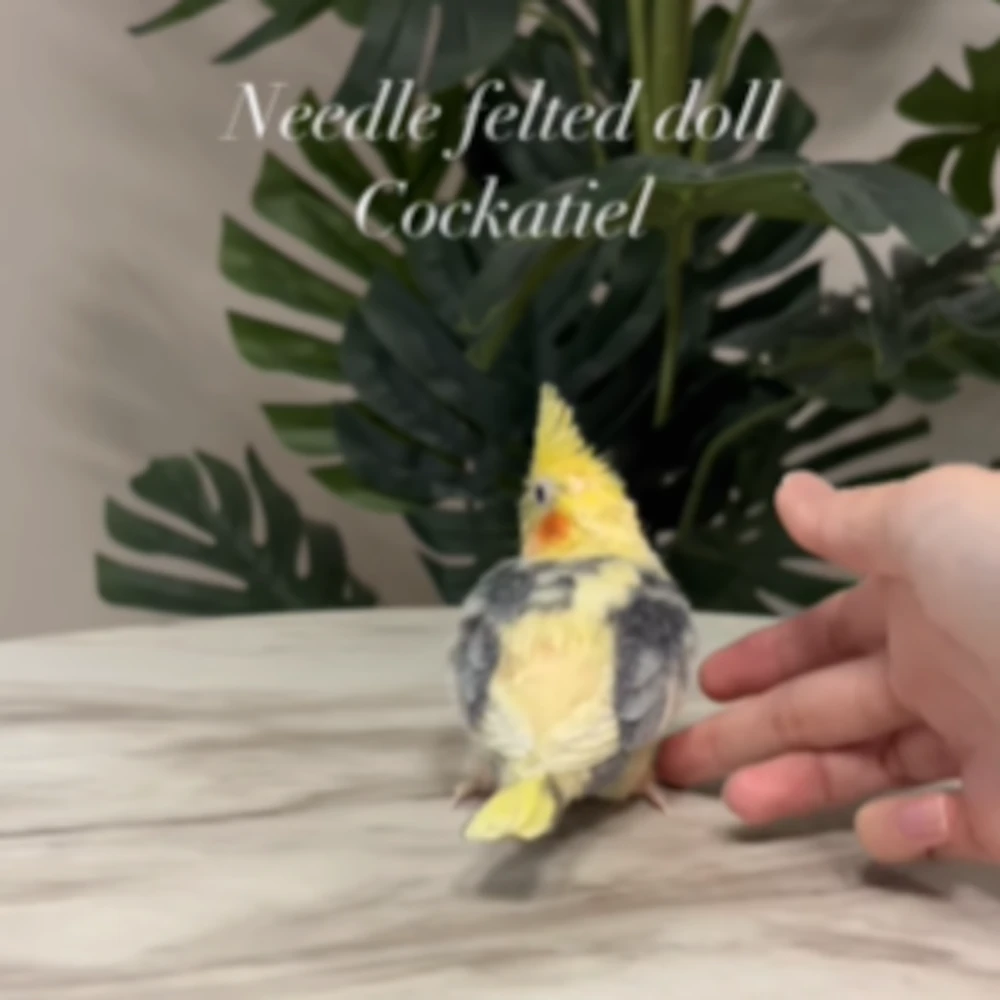 後ろ姿（@monzo_chicoco_cupipoさんより提供）